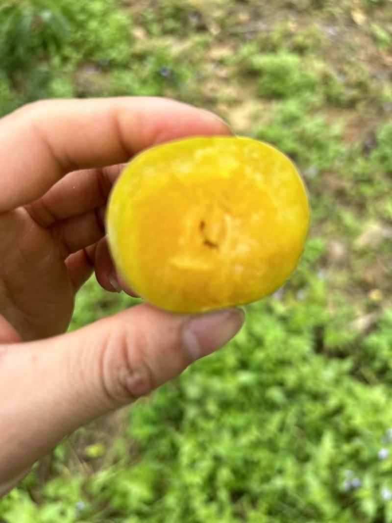 六马蜂糖李
