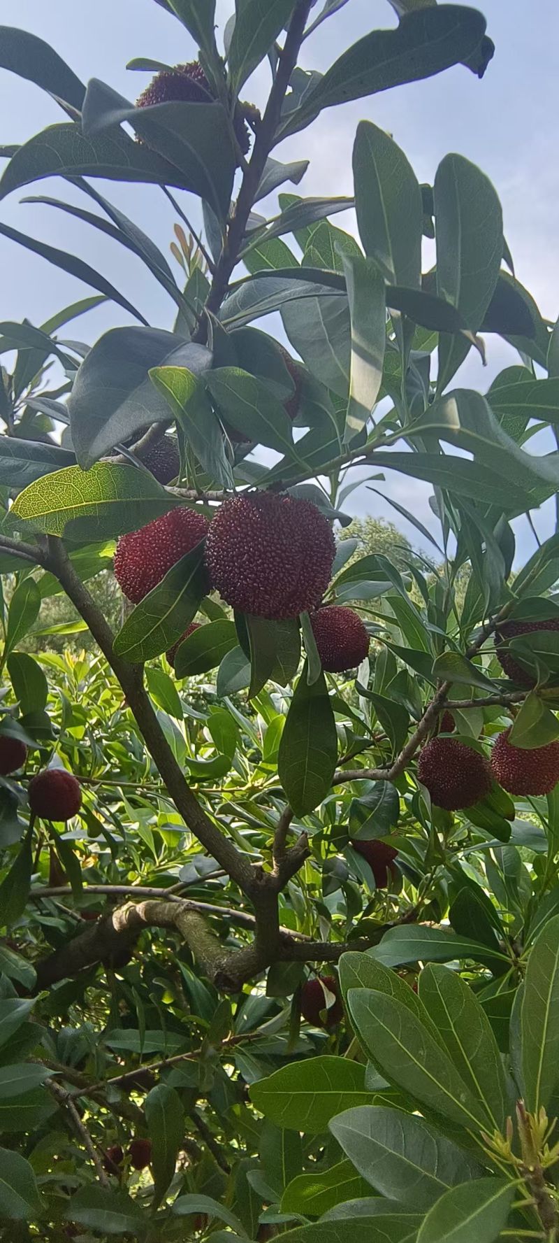 仙居东魁杨梅