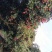 荔枝