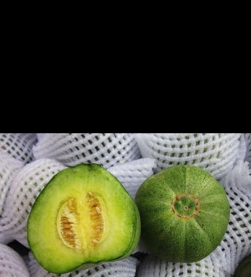 山东绿宝甜瓜，源头直采，价格合适。品质保证，欢迎各地老板采