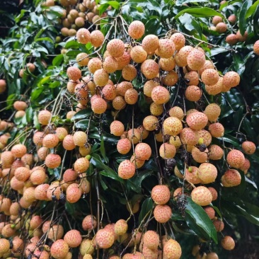 广西钦州荔枝桂味