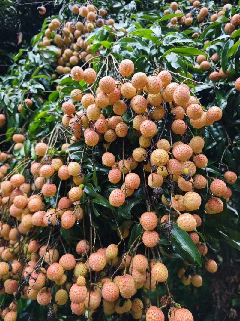广西钦州荔枝桂味