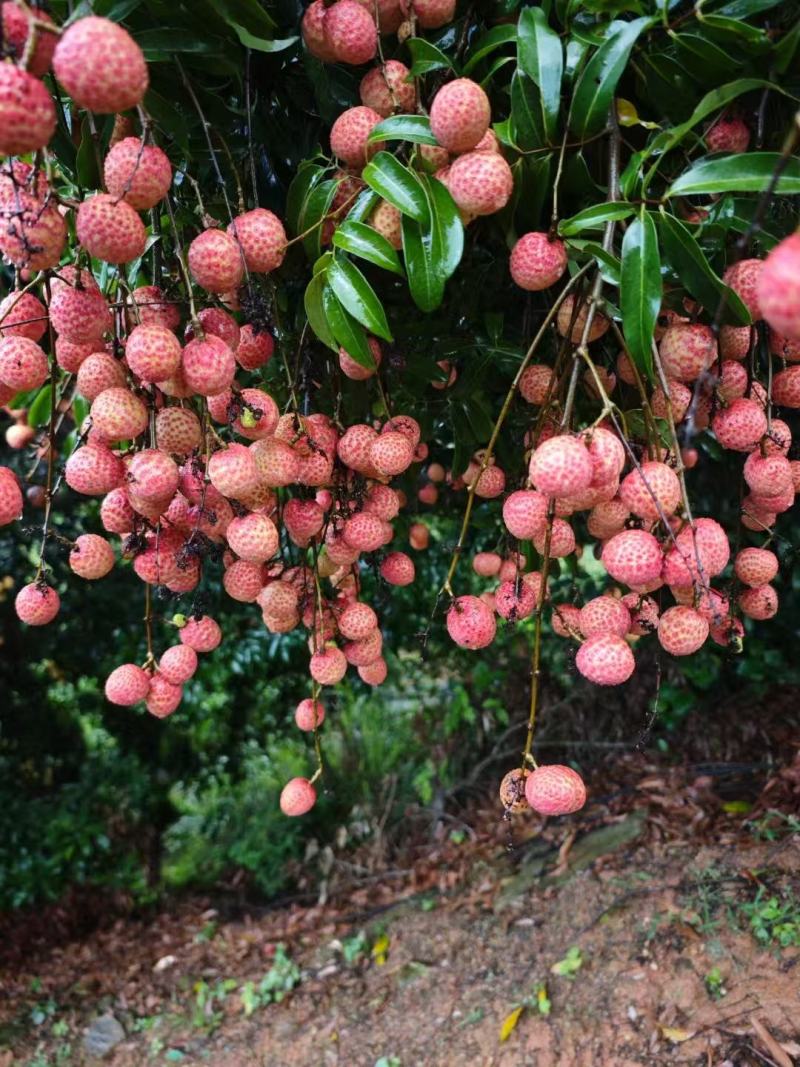 广西钦州荔枝桂味