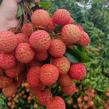 糯米糍荔枝