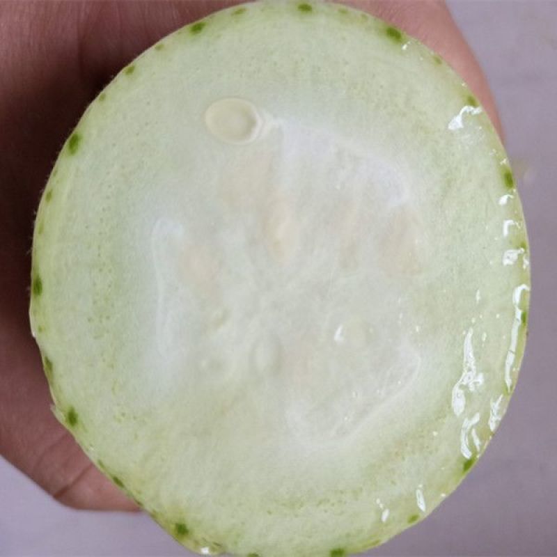 湖南农家自种的白玉丝瓜，新鲜现摘