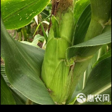玉米