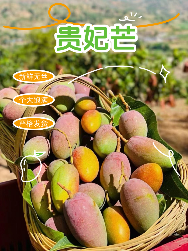 云南元江台芒，贵妃芒