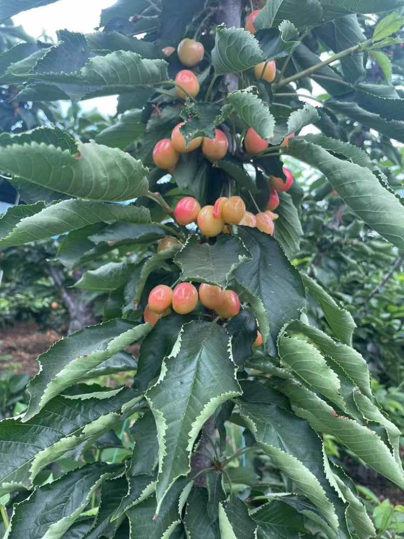 红南阳，沙密托，有包园的联系我