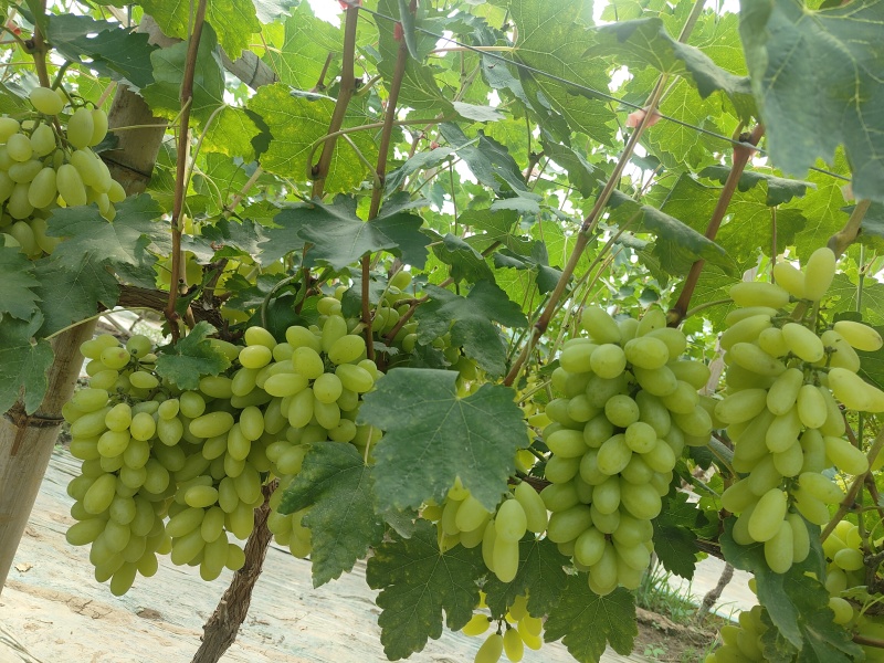 出售金蜜葡萄，两千斤起售