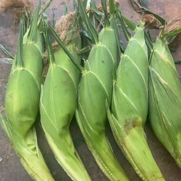 云南露天高海拔种植太阳花玉米