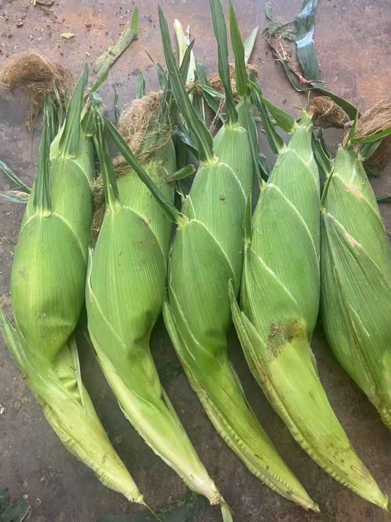 云南露天高海拔种植太阳花玉米