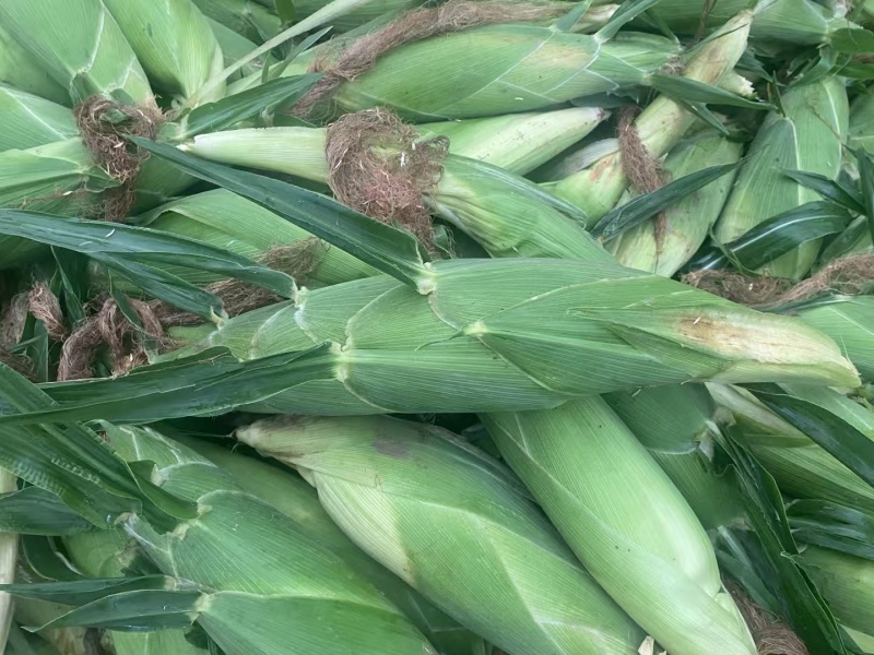 云南露天高海拔种植太阳花玉米