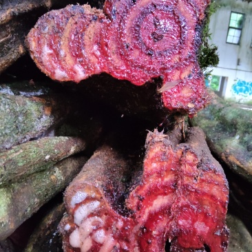出售鸡血藤新货