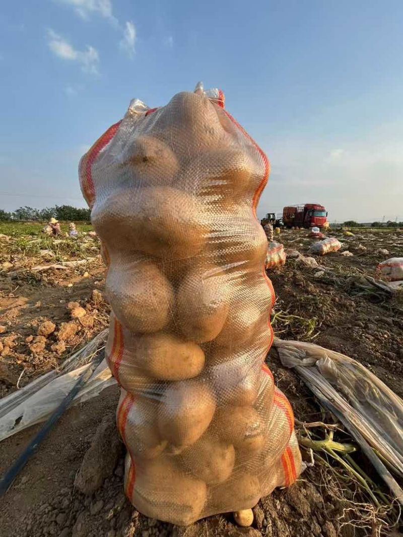 河南土豆大量有货需要的老板联系