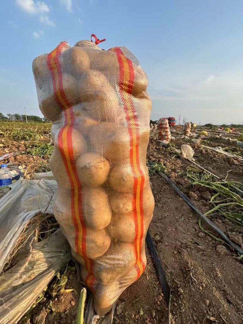 河南土豆大量有货需要的老板联系