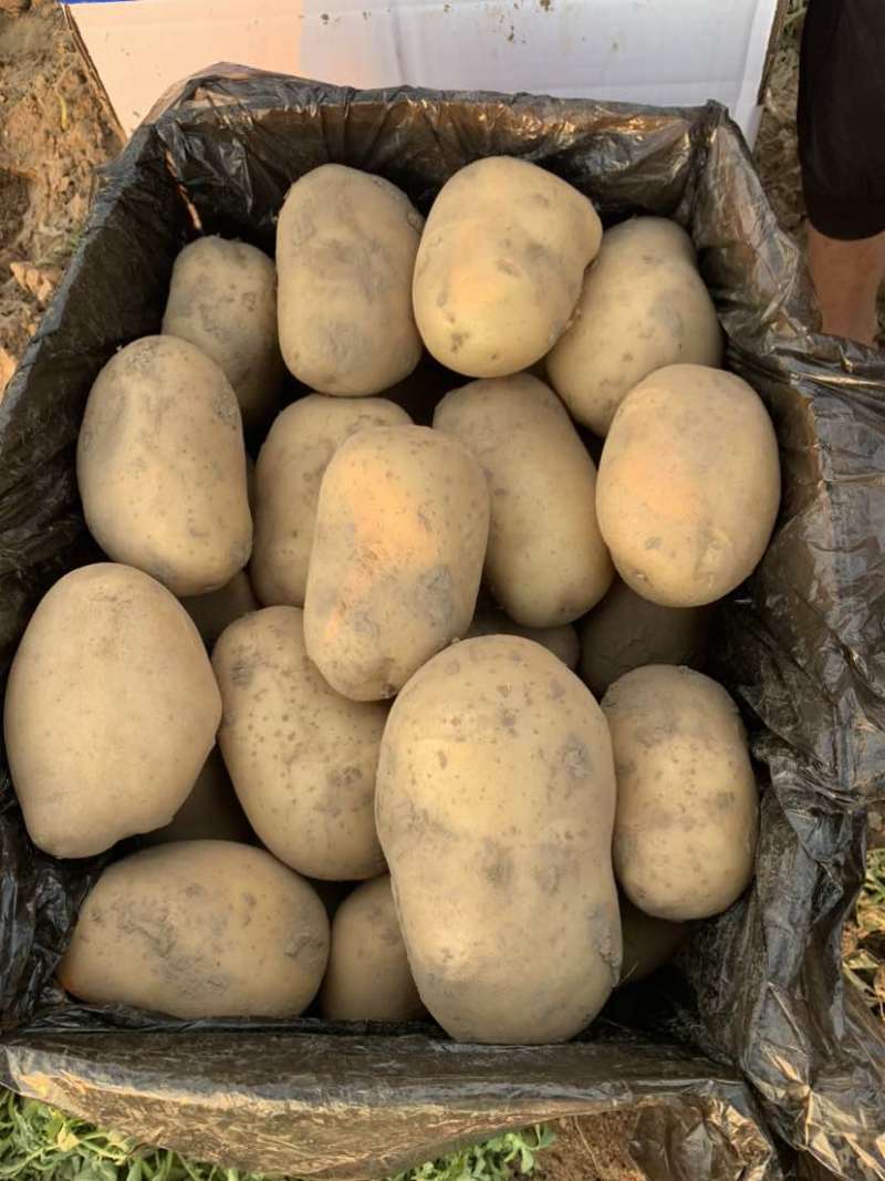 河南土豆大量有货需要的老板联系