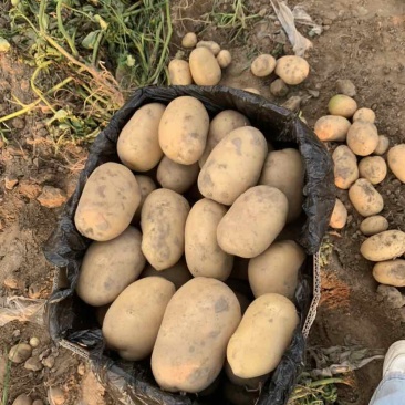 河南土豆大量有货需要的老板联系