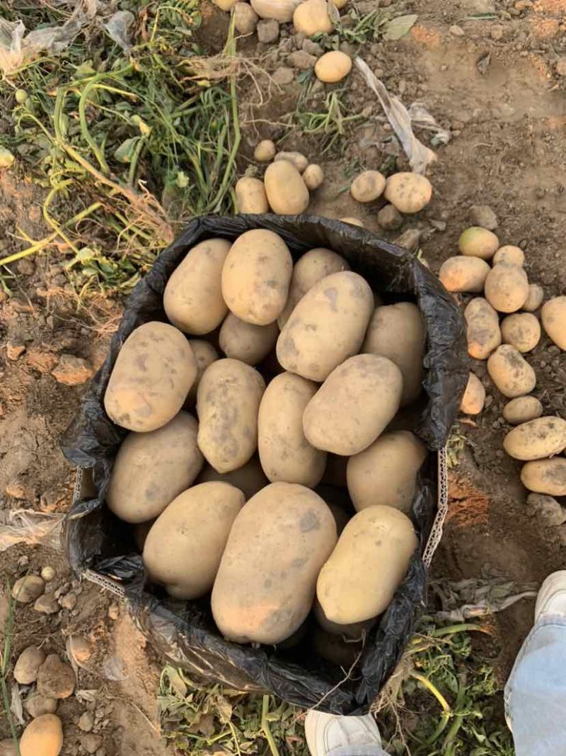 河南土豆大量有货需要的老板联系
