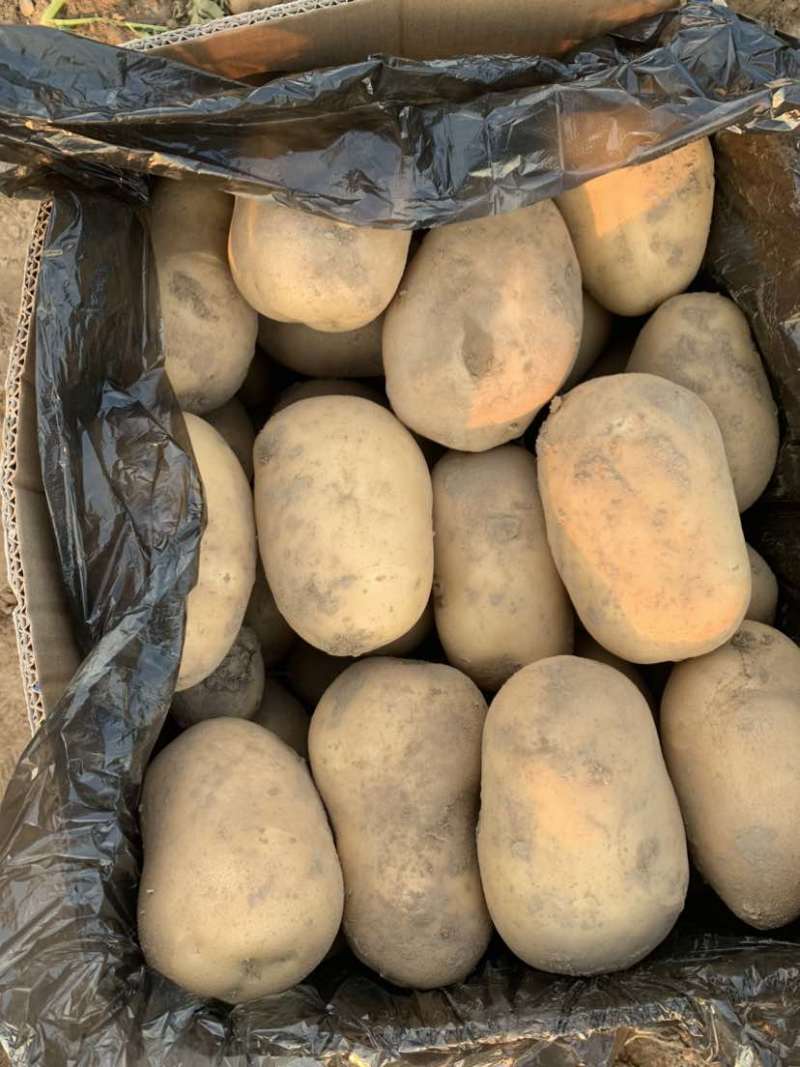 河南土豆大量有货需要的老板联系