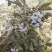 遵义蓝莓园