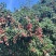 福建漳州荔枝