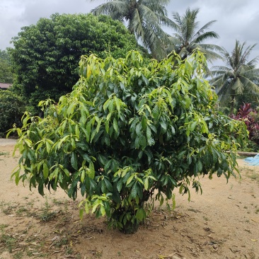 海南鹧鸪茶