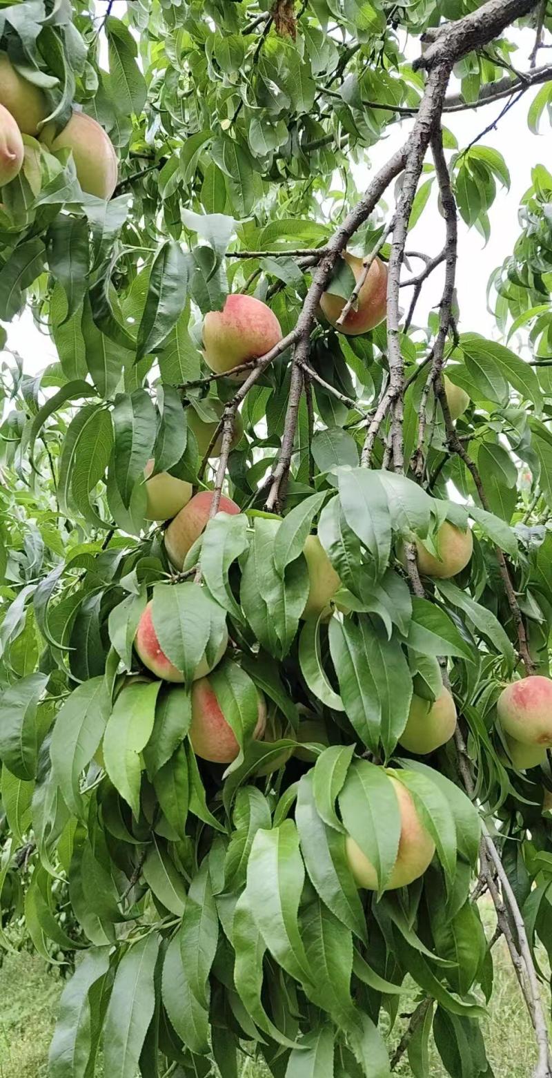 早凤凰