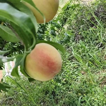 早凤凰
