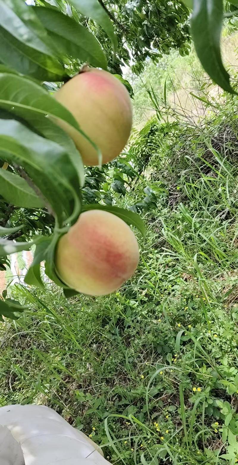 早凤凰