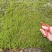 贵州新鲜苔藓