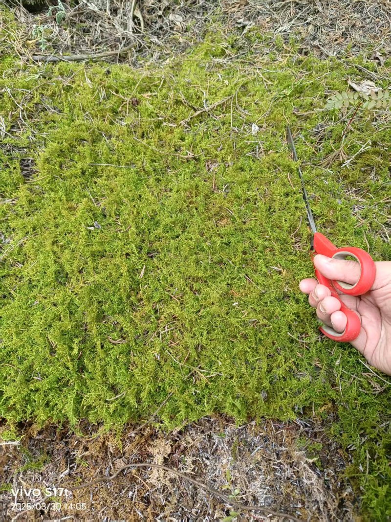 贵州新鲜苔藓
