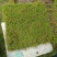 贵州新鲜苔藓