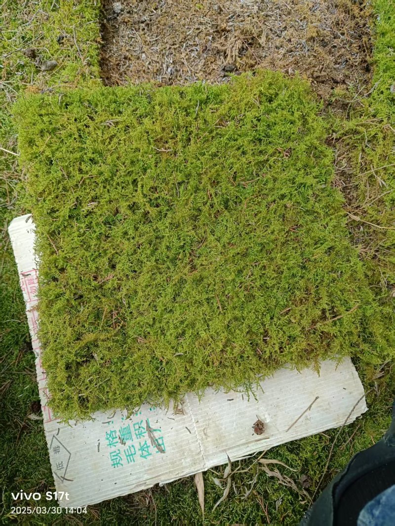 贵州新鲜苔藓