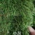 贵州新鲜苔藓