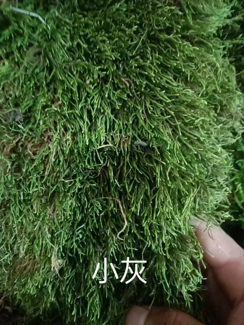 贵州新鲜苔藓