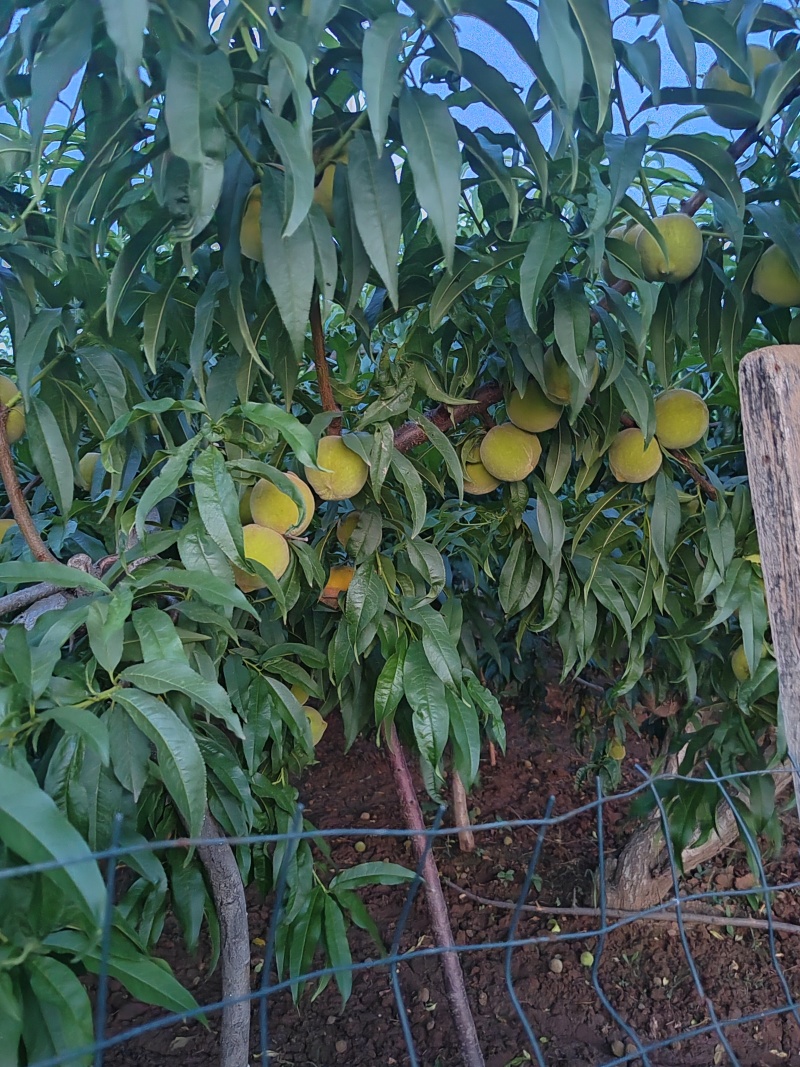 黄桃