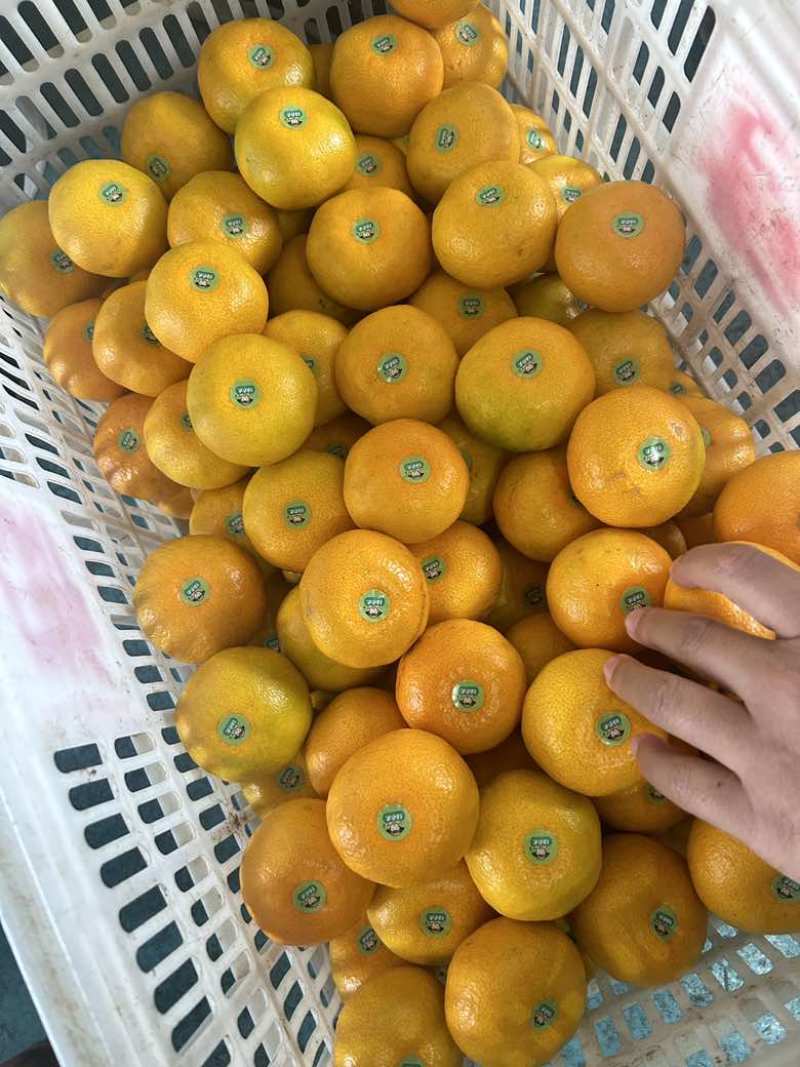 宜昌蜜桔宜都蜜柑