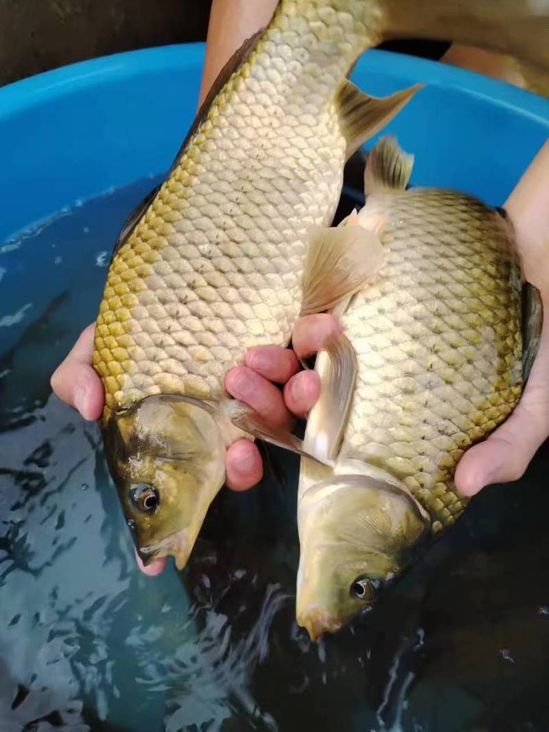 本地水库草鱼，长期有货，保质保量