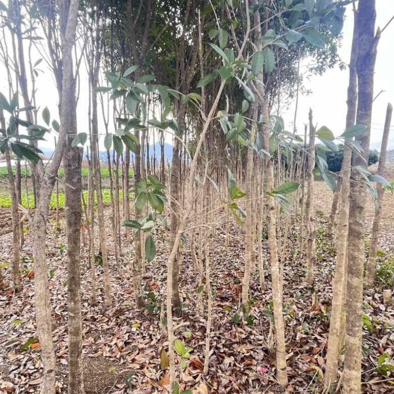 贵州桂花树金桂银桂四季桂