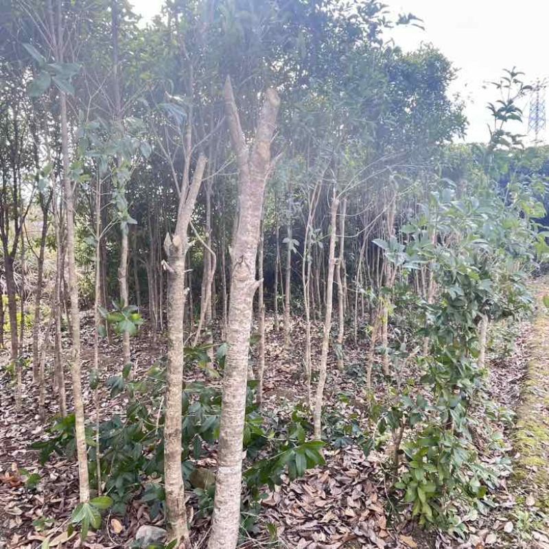 贵州桂花树金桂银桂四季桂
