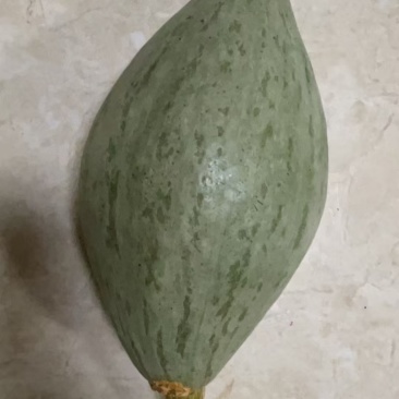 台湾橄榄蜜南瓜