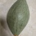 台湾橄榄蜜南瓜