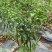 线椒15-20公分以上