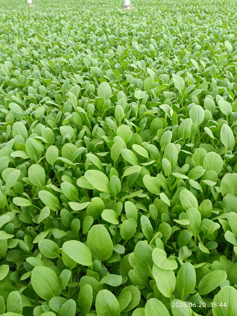 上海鸡毛菜