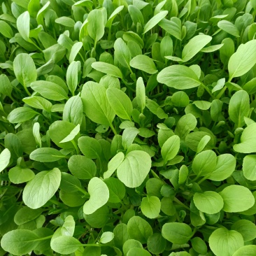 上海鸡毛菜