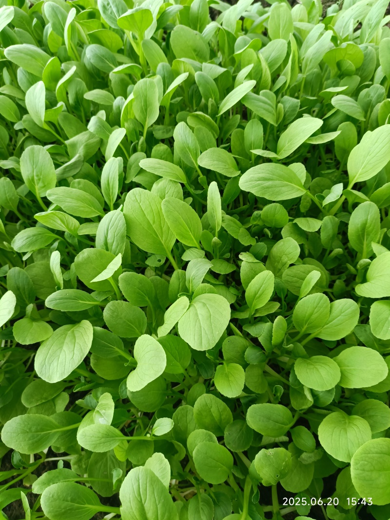 上海鸡毛菜