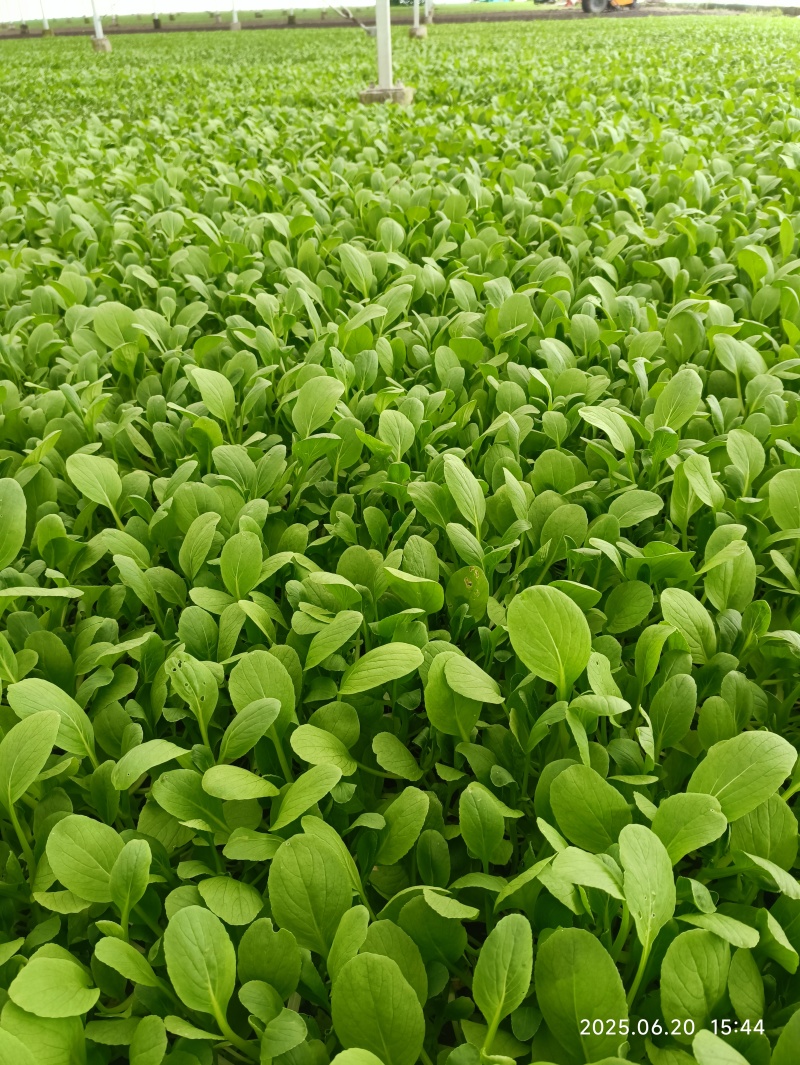上海鸡毛菜