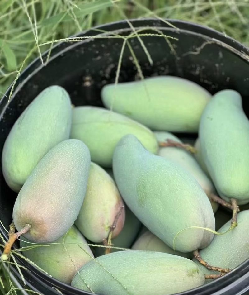广西百色芒果🥭