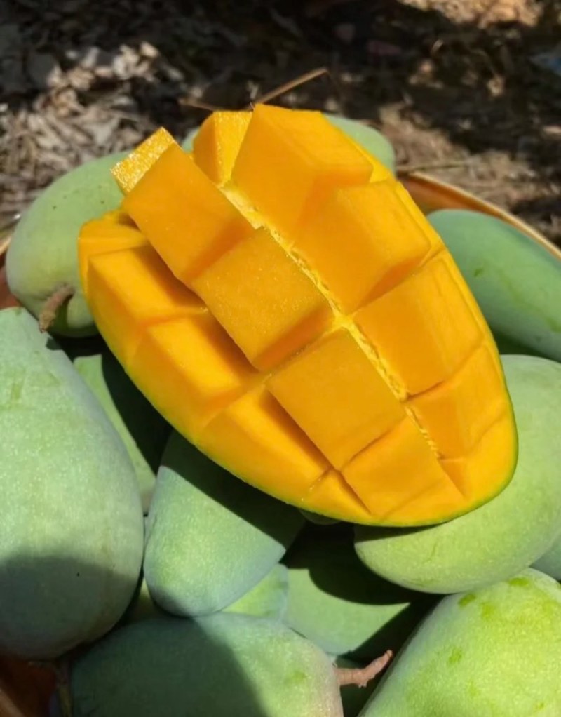 广西百色芒果🥭