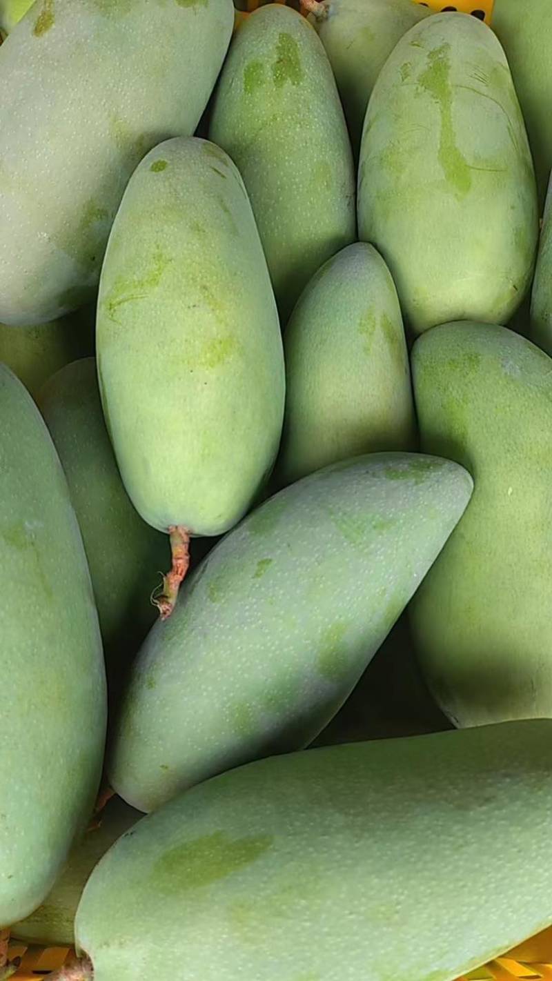 广西百色芒果🥭